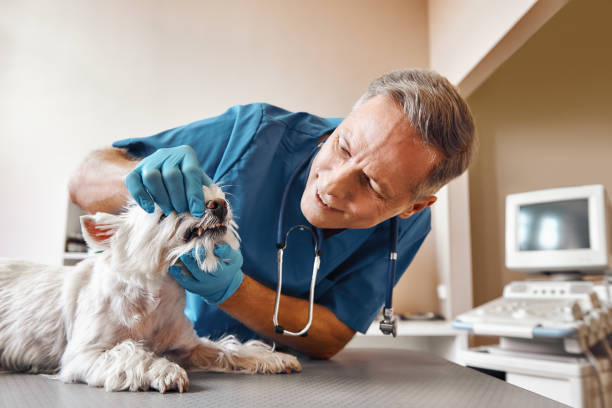 Best Broken or Cracked Tooth Emergency Dentist in Daisetta, TX